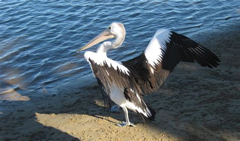 Pelican | Australian animals | NSW National Parks