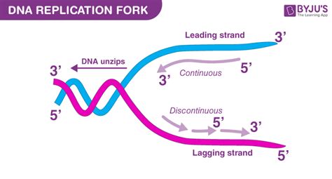 Dna Replication Labeled Diagram