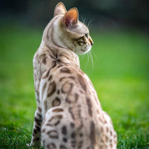 Snow Bengal Cat: What You Need To Know About This Adorable Breed – Petsmont