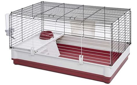 Guinea Pig Cage Size Guide - The Best Homes For Guinea Pigs