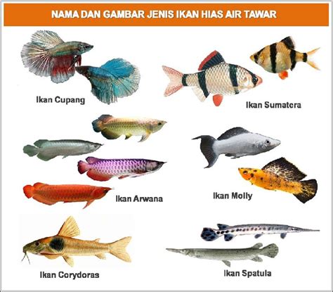 Nama-Nama Ikan Hias Air Tawar, Air Laut, Air Payau, Beserta Latinnya ...