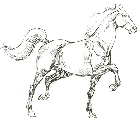 Horse Art Drawing, Horse Sketch, Horse Artwork, Horse Drawings, Horse ...