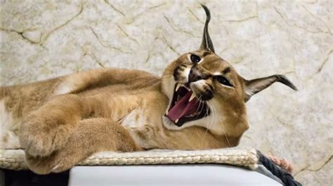 Caracal Floppa : Photos This Couple Owns A Caracal Cat - ksullens