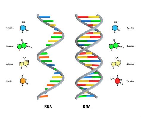 Structure Of Rna And Dna Photograph by Claus Lunau