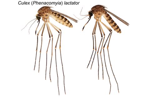 Another Non-Native Mosquito Species Adds to Growing List in Florida