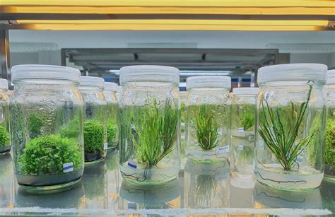 Gelling agents and their role in plant tissue culture - Lab Associates