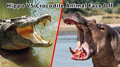 hippo vs crocodile animal face off - YouTube