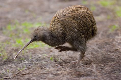 2. Southern Brown Kiwi (Apteryx australis) | a species of kiwi from New ...