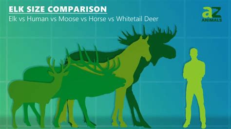 11 Photos of Moose vs. Horses (Size Comparison)