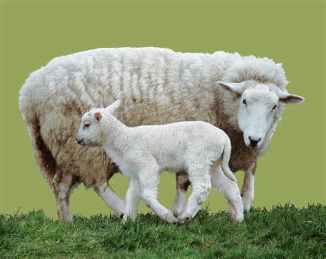 Mother sheep and lamb photo | Lamb vs sheep, Sheep and lamb, Lamb pictures