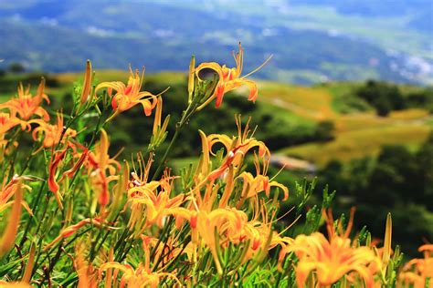 25 Beautiful Types of Orange Wildflowers - A-Z Animals