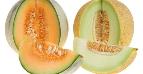 18 Different Types of Melon: Must-Have Varieties - Dre Campbell Farm