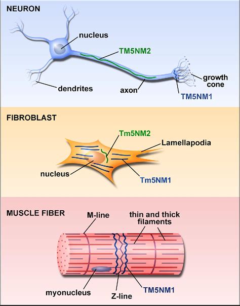 Tropomyosin | Semantic Scholar