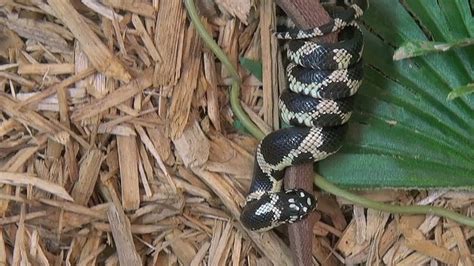 Eastern Kingsnake eats another snake. (Live Feeding) - YouTube