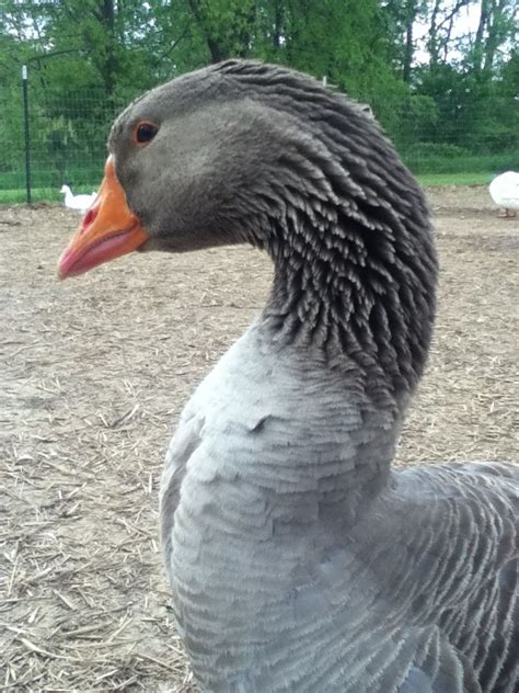 17 Best images about Heritage Breeds of Geese on Pinterest | The ...