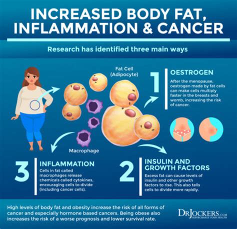 Visceral Fat: What is It and How it Drives Up Inflammation