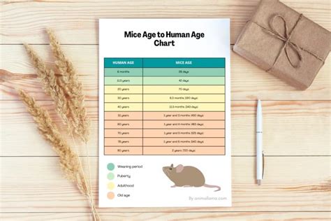 Pet Mice Lifespan & Mice Age to Human Age Chart | Animallama