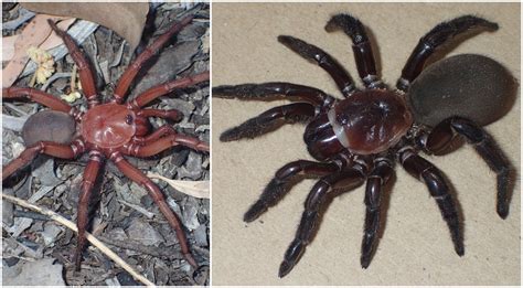 Watch: "Giant" spider species discovered in Australia - TVMnews.mt