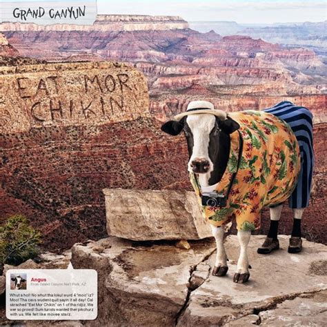 The Chick-fil-A Cow Calendar | Cows funny, Cute cows, Cow pictures