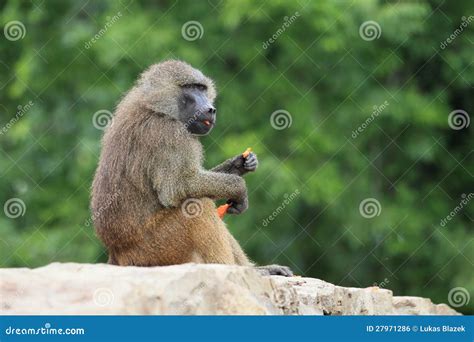 Yellow baboon stock photo. Image of animal, cynocephalus - 27971286