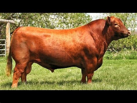 Red Angus bulls - YouTube