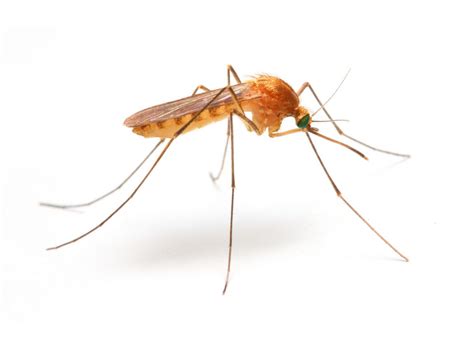 Anopheles mosquito, dangerous vehicle of infection. - Green Pest ...