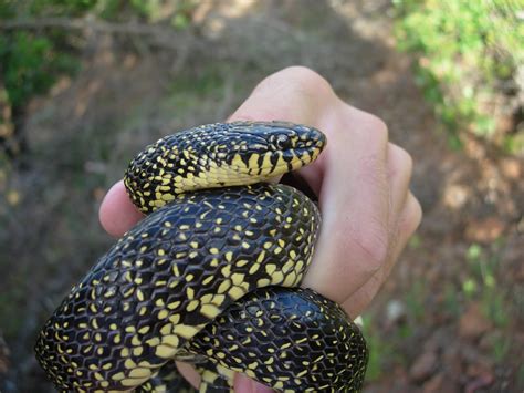 Our Herp Class: Natural History: speckled kingsnake