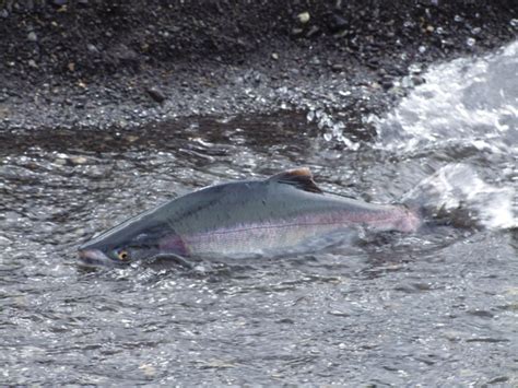 Video: Salmon habitat at threat. Watch now. - Fly Life Magazine