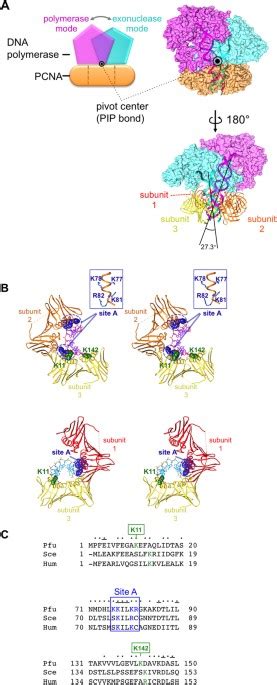 Exonuclease processivity of archaeal replicative DNA polymerase in ...