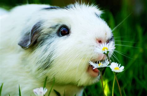 Cute Guinea Pigs Wallpapers - Wallpaper Cave