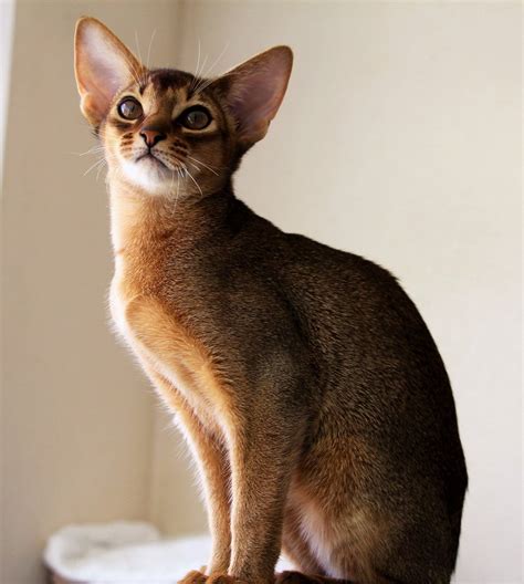 Abyssinian breed description, characteristics, appearance, history ...