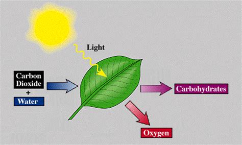 Photosynthesis