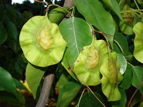 Pterocarpus indicus – QR Learning Platform