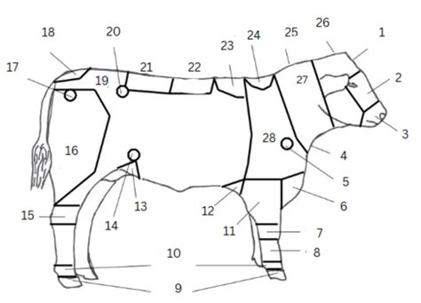 Beef Cattle Anatomy ANS 150 Flashcards | Quizlet