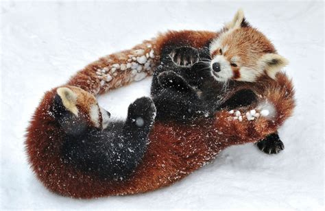 adorable red pandas playing in snow photo | One Big Photo