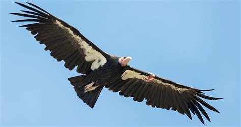 California Condor Overview, All About Birds, Cornell Lab of Ornithology