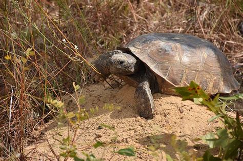 Gopher Tortoise | LandPKS