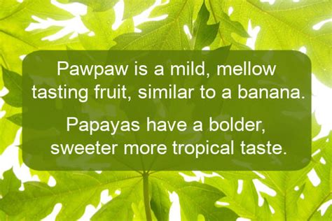 Pawpaw Vs Papaya - What's The Difference?