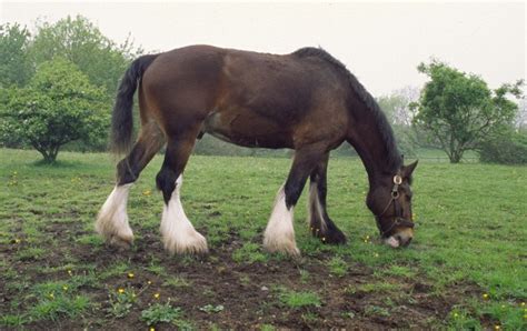 Australian Draught Horse Breed Information, History, Videos, Pictures