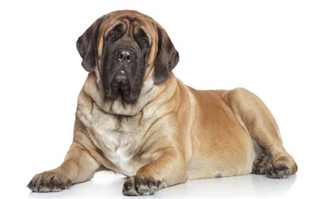 Types of Mastiffs: 23 Different Mastiff Dog Breeds - K9 Web