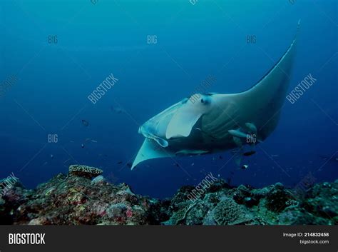 Manta Ray Diving Image & Photo (Free Trial) | Bigstock