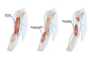 The Brachialis Muscle - Yoganatomy