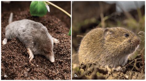 Controlling Damage from Moles and Voles - Alabama Cooperative Extension ...