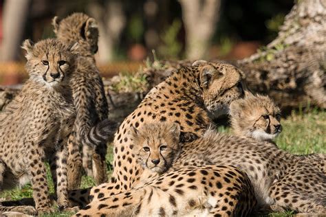 4 Purr-Fect Cheetah Cubs Move Into Habitat at the Safari Park - YouTube