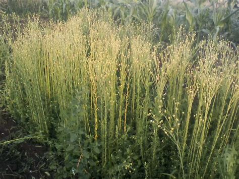 Linen Flax - Flax plant for spinning and weaving (plant fibers forum at ...