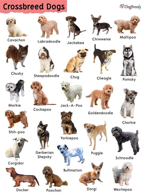 How Are Dogs Crossbred