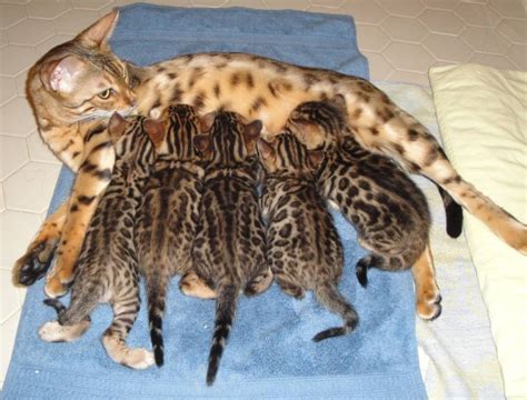 img14554ebebdad98673 – Bengal Cat Care Advice