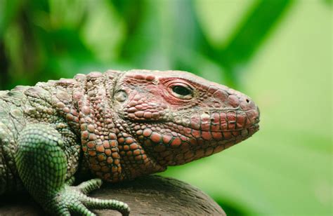 A Caiman Lizard - ZooChat