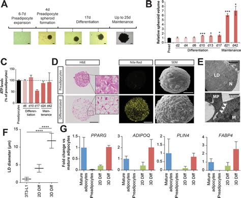 Adipocyte spheroids exhibit long‐term viability and mature adipocyte ...