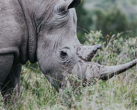 A Game of Horns: Transnational flows of rhino horn | Global Initiative